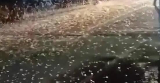 湖南益陽大橋現(xiàn)飛蟲鋪天蓋地
