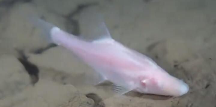 長江發(fā)現(xiàn)魚類新物種貴陽金線鲃