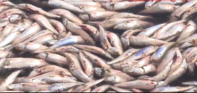 日本北海道再現(xiàn)大量沙丁魚尸體