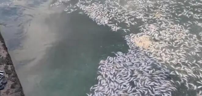日本北海道再現(xiàn)大量沙丁魚尸體